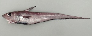 Caelorinchus dorsalis