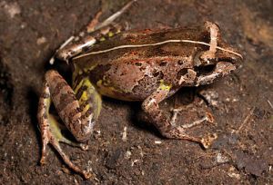 Kalinga narrowmouth toad