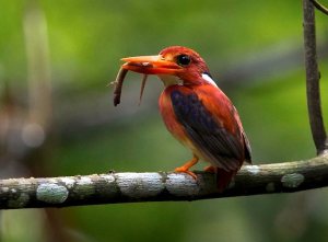 Philippine dwarf kingfisher