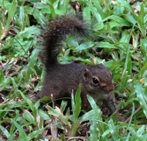 Samar Squirrel