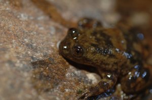 The Philippine flat-headed frog