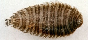Zebrias lucapensis